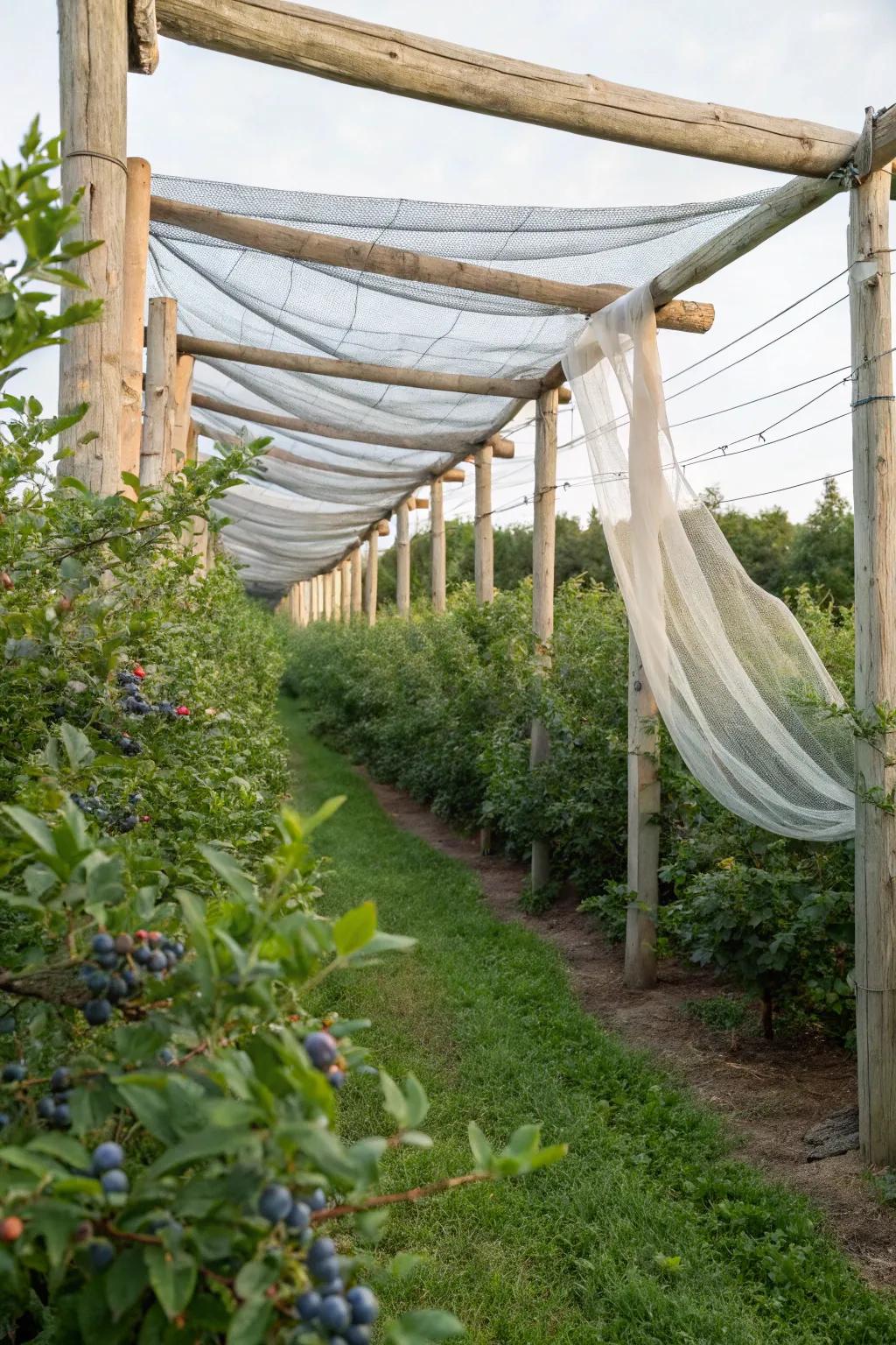 Create a dreamy sanctuary for your blueberries with elegant overhead netting 🌿✨ #GardenGoals #MinimalistBeauty