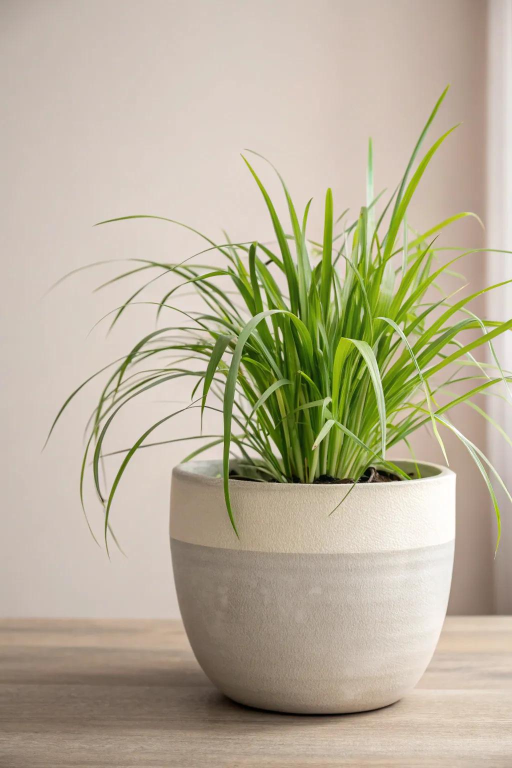 Elevate your space with the sleek elegance of a modern ceramic pot, perfectly showcasing the vibrant beauty of lemongrass.