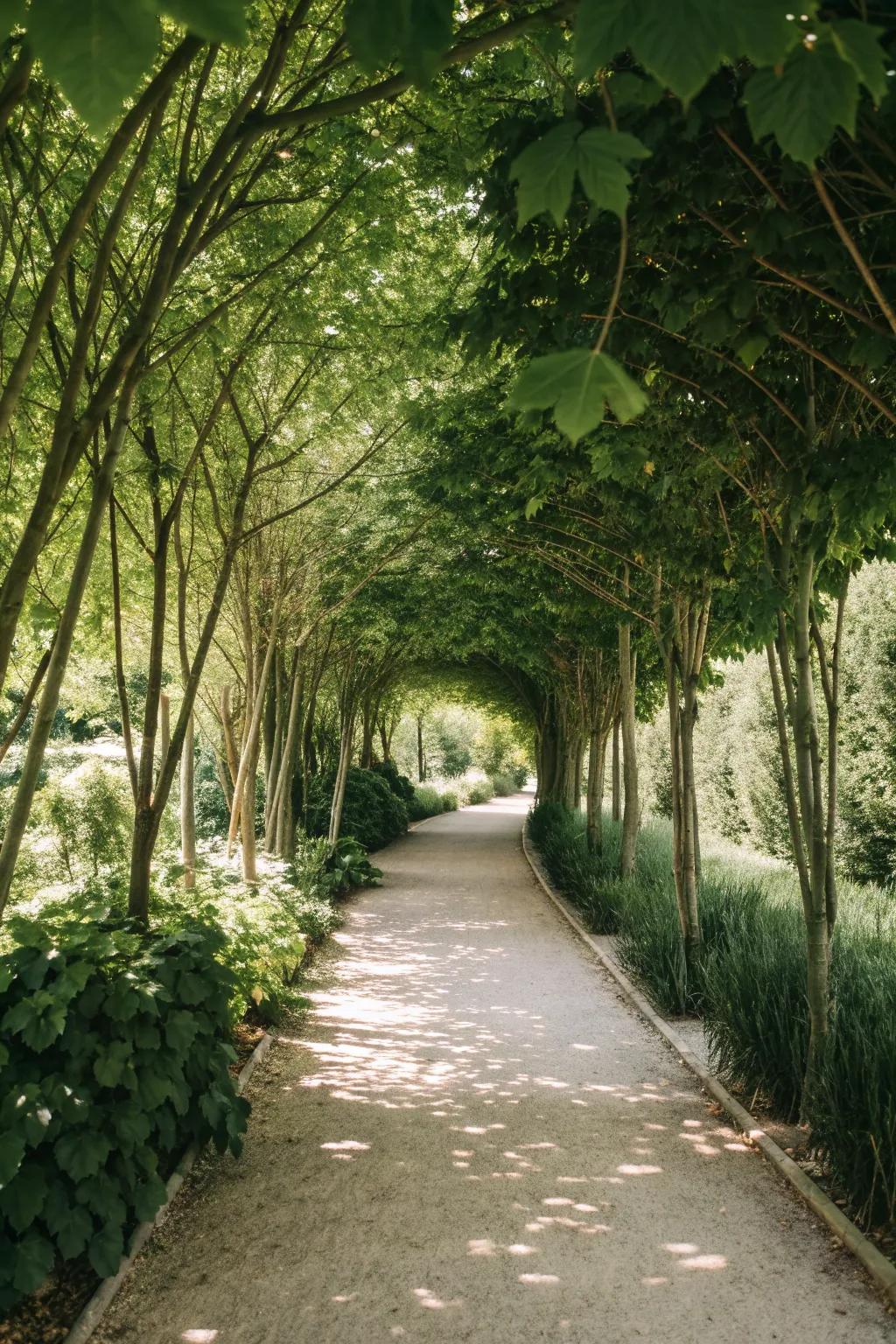 Step into serenity with garden paths enveloped in natural shade. 🌿 #MinimalistGarden #BohoBeauty