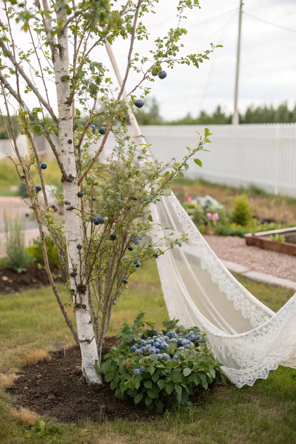 Embrace simplicity and elegance in your garden with this charming tree-hung blueberry netting solution.