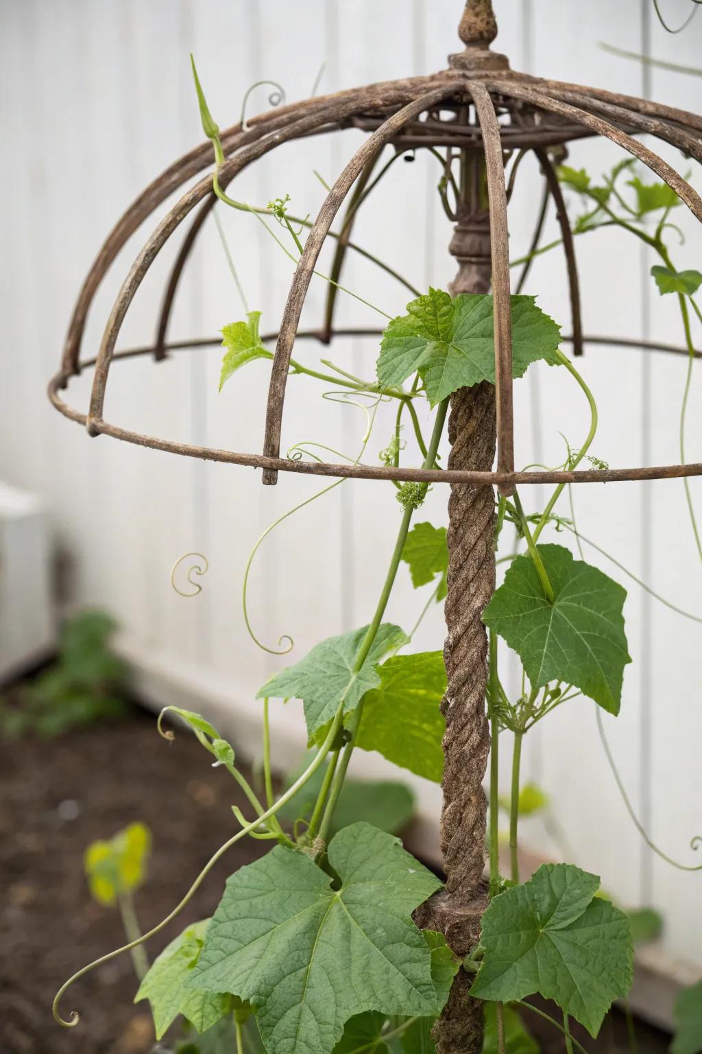 Transform your garden with a touch of whimsy using a repurposed umbrella frame trellis.