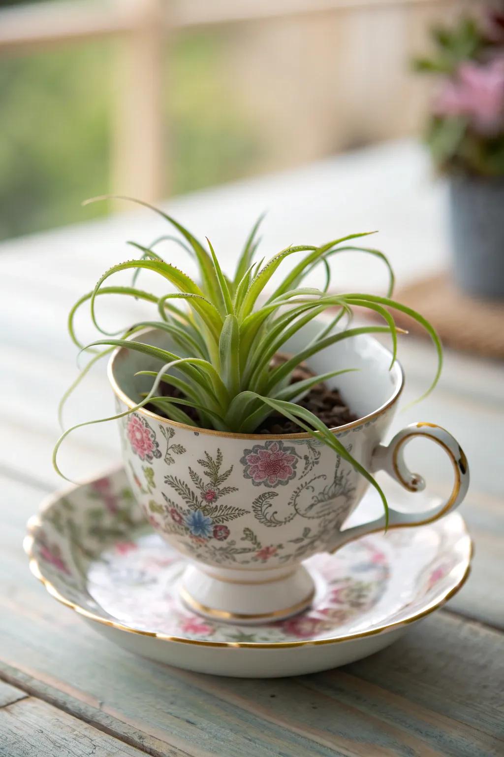 Transform vintage tea cups into charming air plant holders for a touch of nature-inspired elegance.