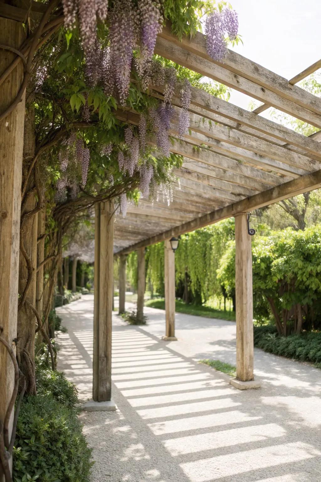 Embrace natural elegance with cascading wisteria vines for a serene garden retreat.