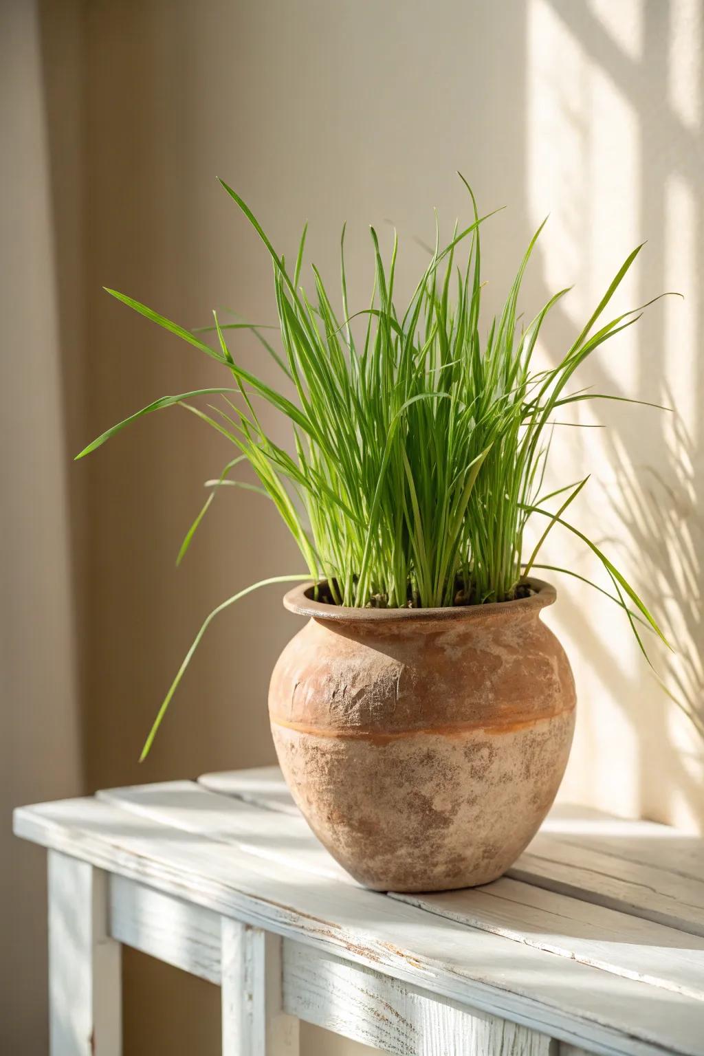 Embrace simplicity with the classic beauty of a clay pot—perfect for nurturing your lemongrass dreams.