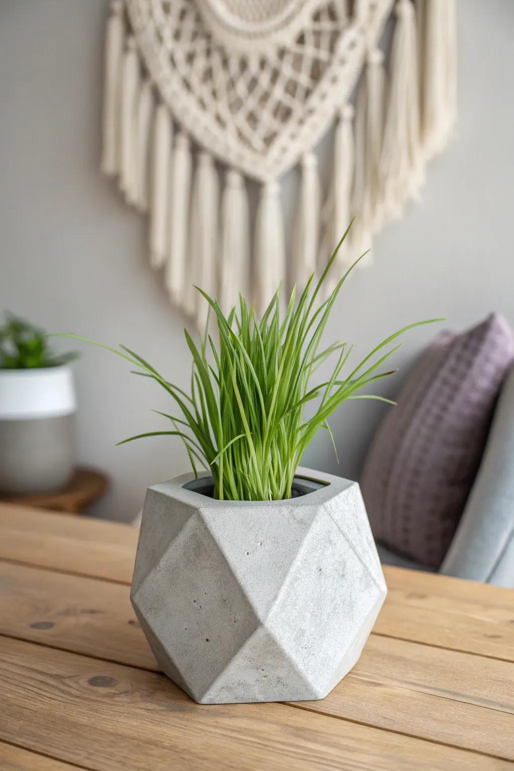 Elevate your space with a chic geometric concrete planter and lush lemongrass.