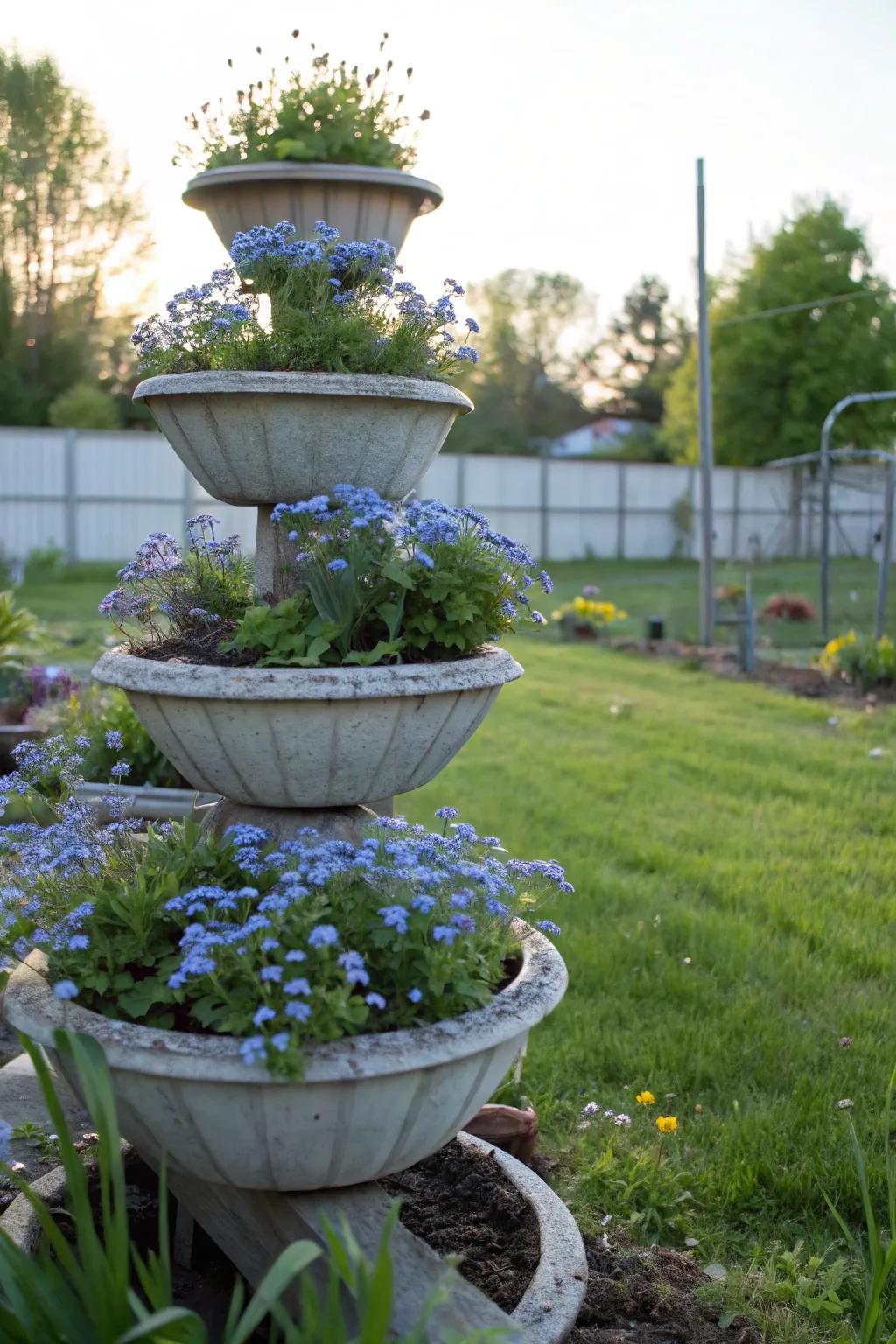 Tiered planters provide a vertical showcase for forget-me-nots.