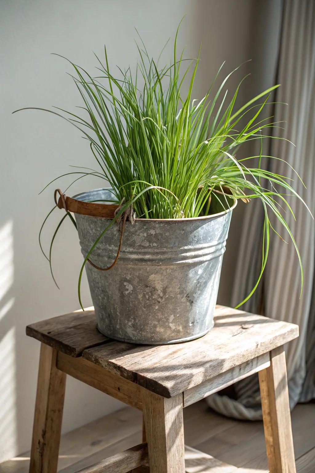 Transform vintage metal buckets into charming lemongrass planters for a touch of rustic elegance.