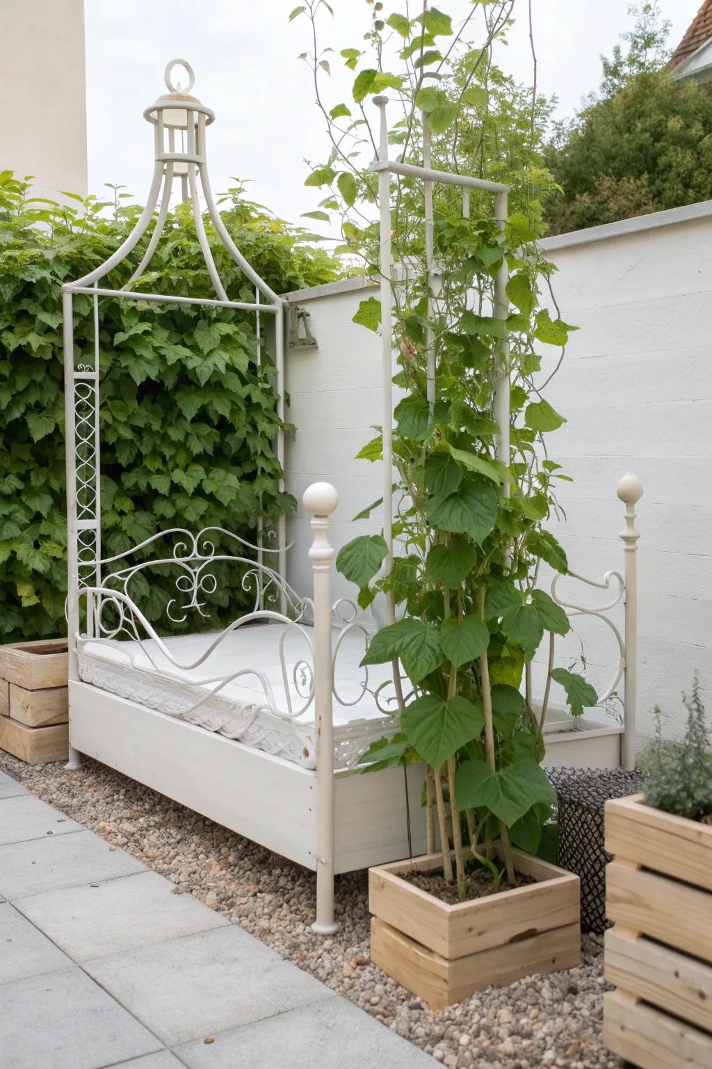 Transform your garden with this chic DIY trellis made from a repurposed bed frame. 🌿✨ #GardenInspo #UpcycleCreatively