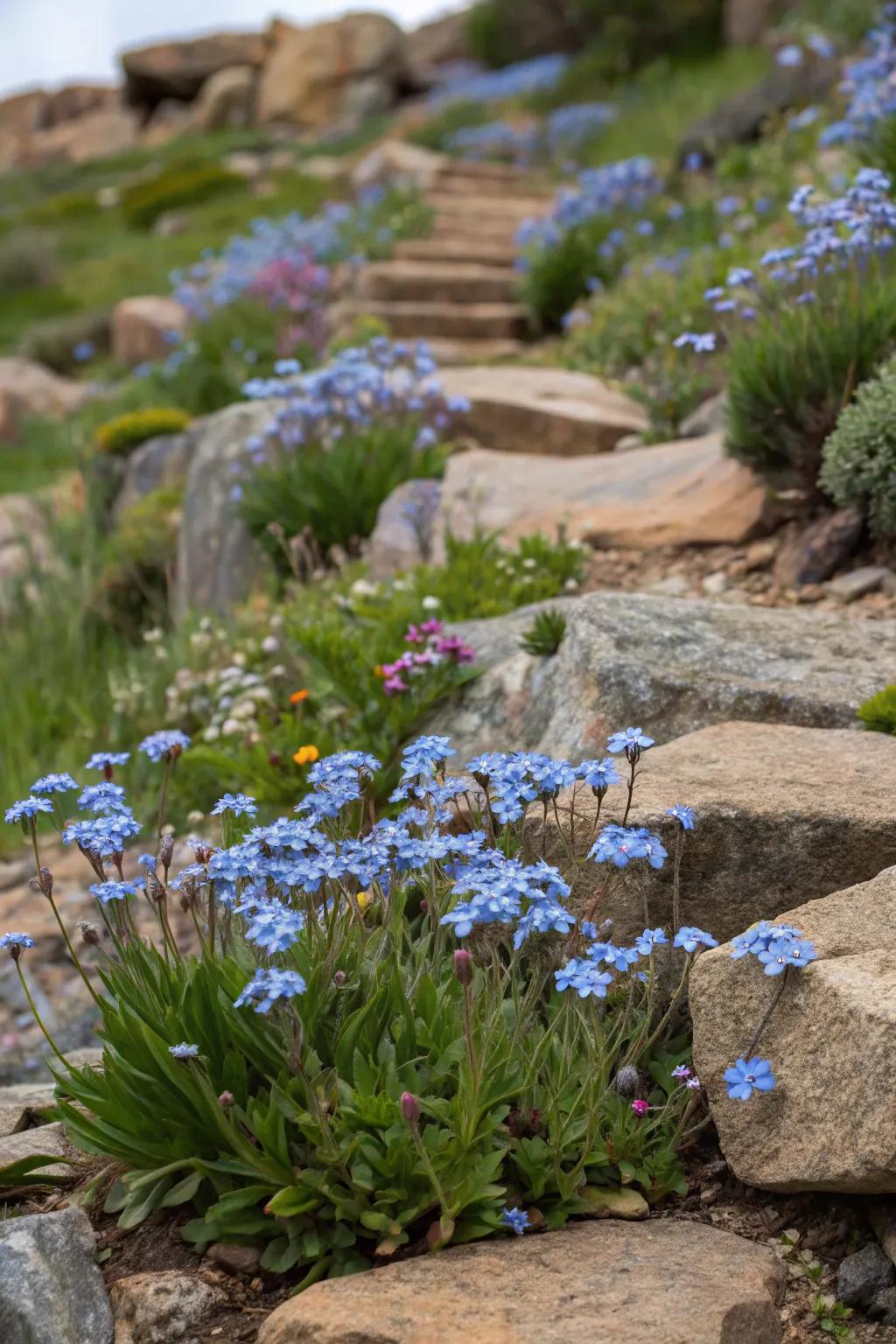 Alpine settings with forget-me-nots add color to rock gardens.