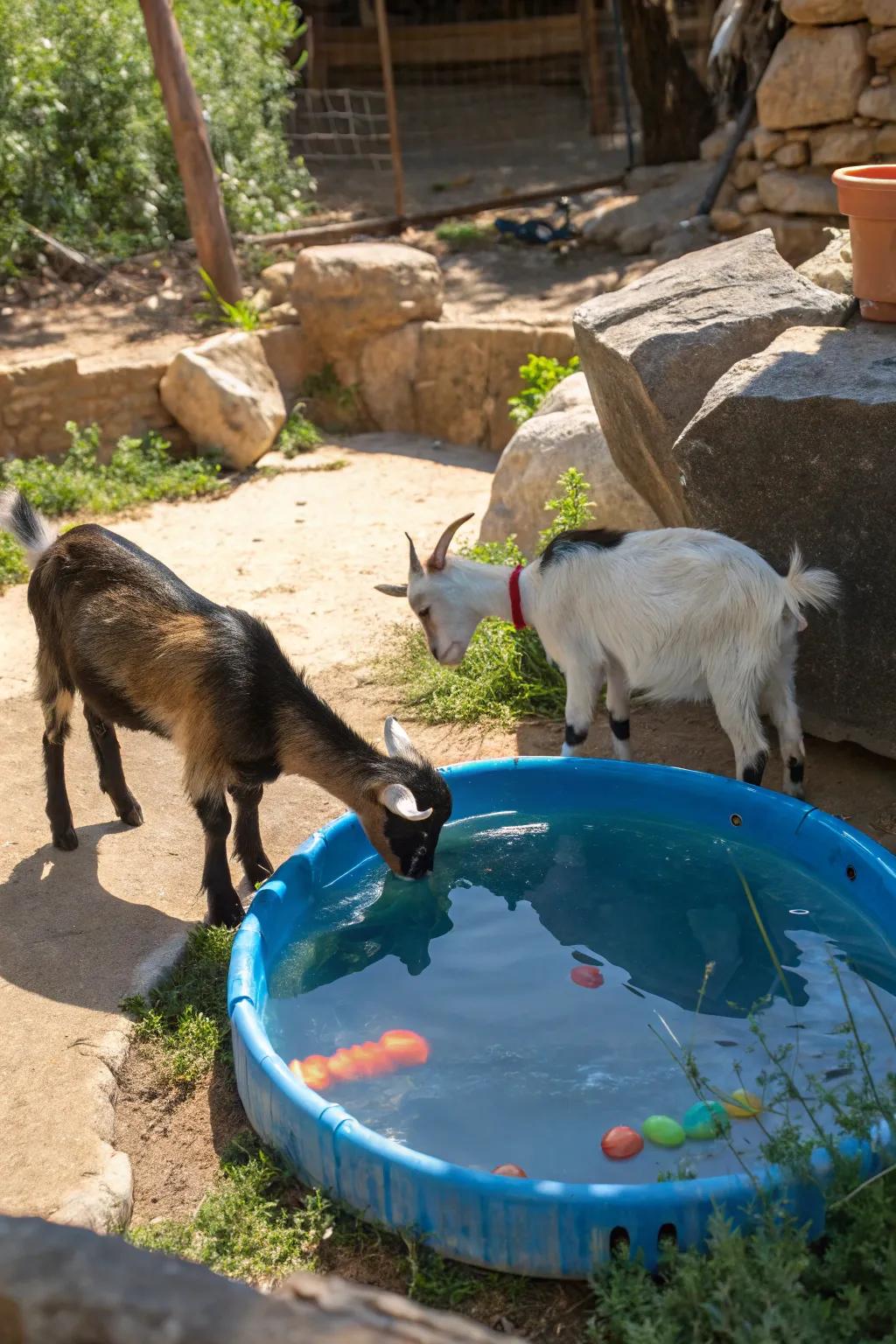 Goats enjoying a splash of fun! 🐐💧 Add a kiddie pool to your goat yard for endless entertainment.