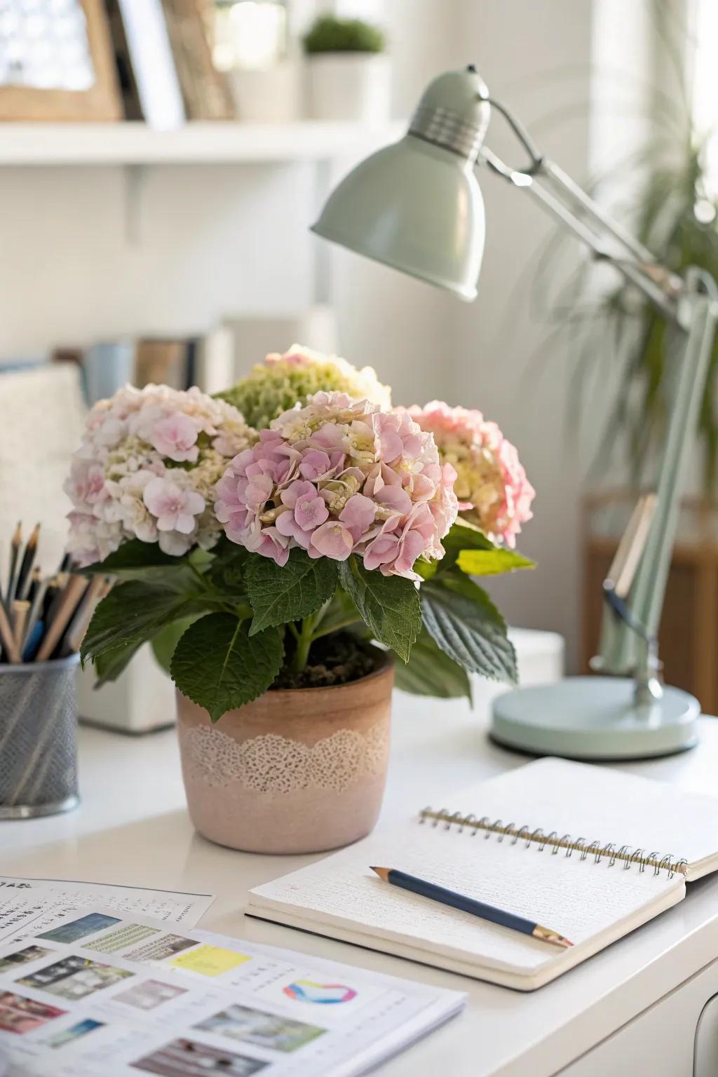 A small pot of hydrangeas on a desk brings color and joy to the workday.