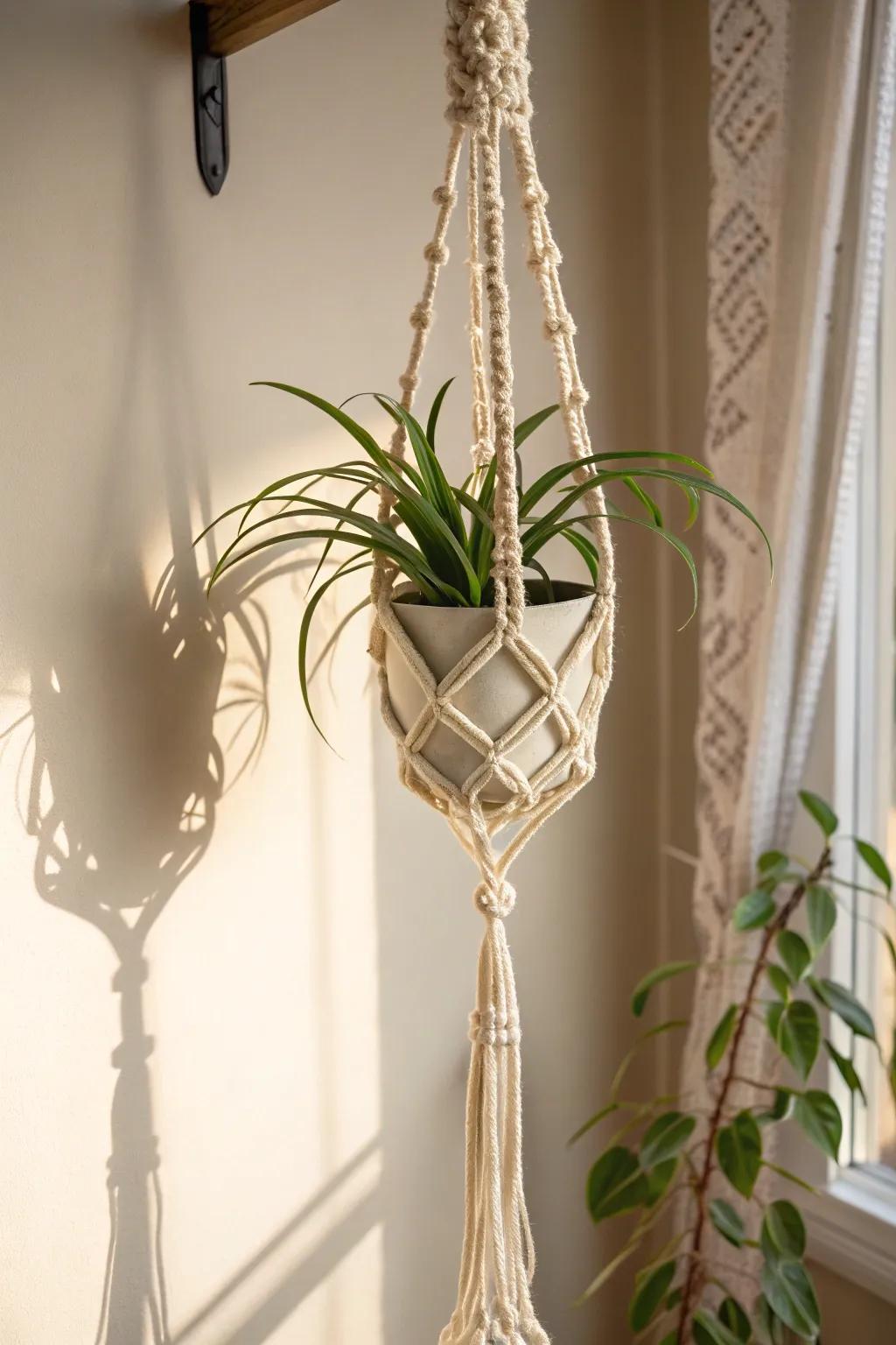 Elevate your space with a touch of nature and craftsmanship—air plants in macramé hangers bring serene elegance to any room.