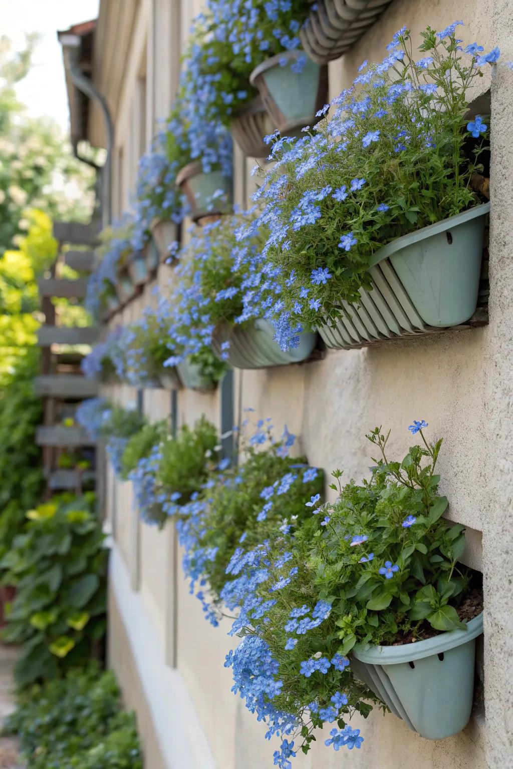 Vertical planters bring forget-me-nots to new heights.