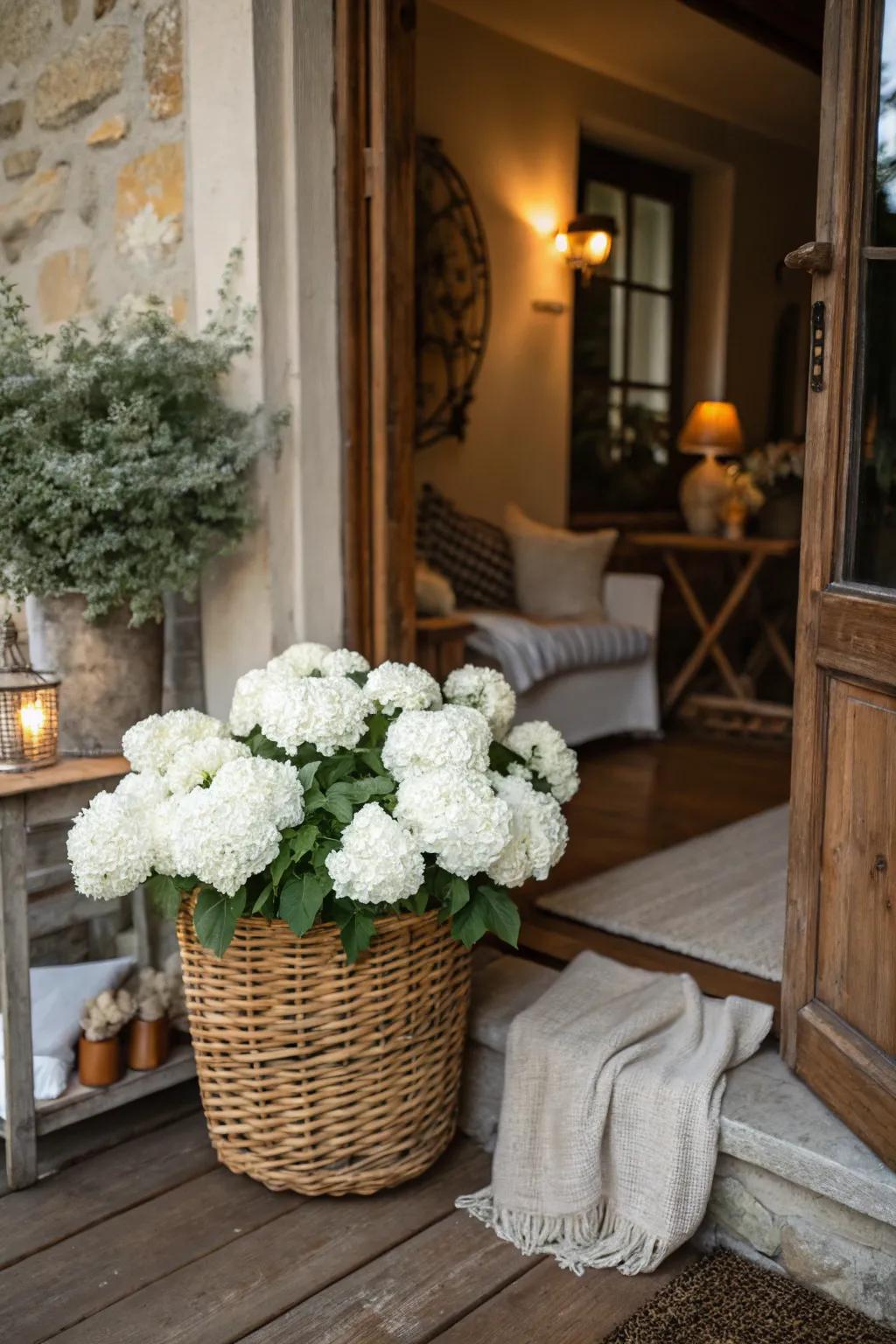 White hydrangeas in a basket greet visitors with rustic charm.
