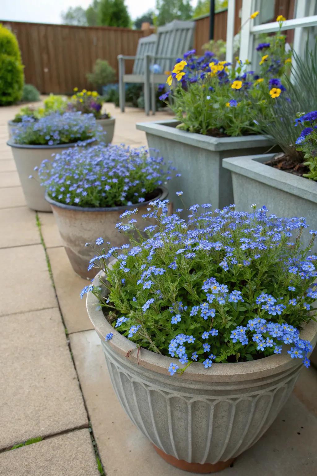 Container gardens add dimension with forget-me-nots.