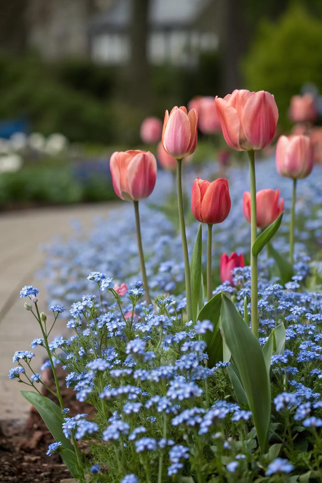 Forget-me-nots paired with tulips create striking height contrasts.