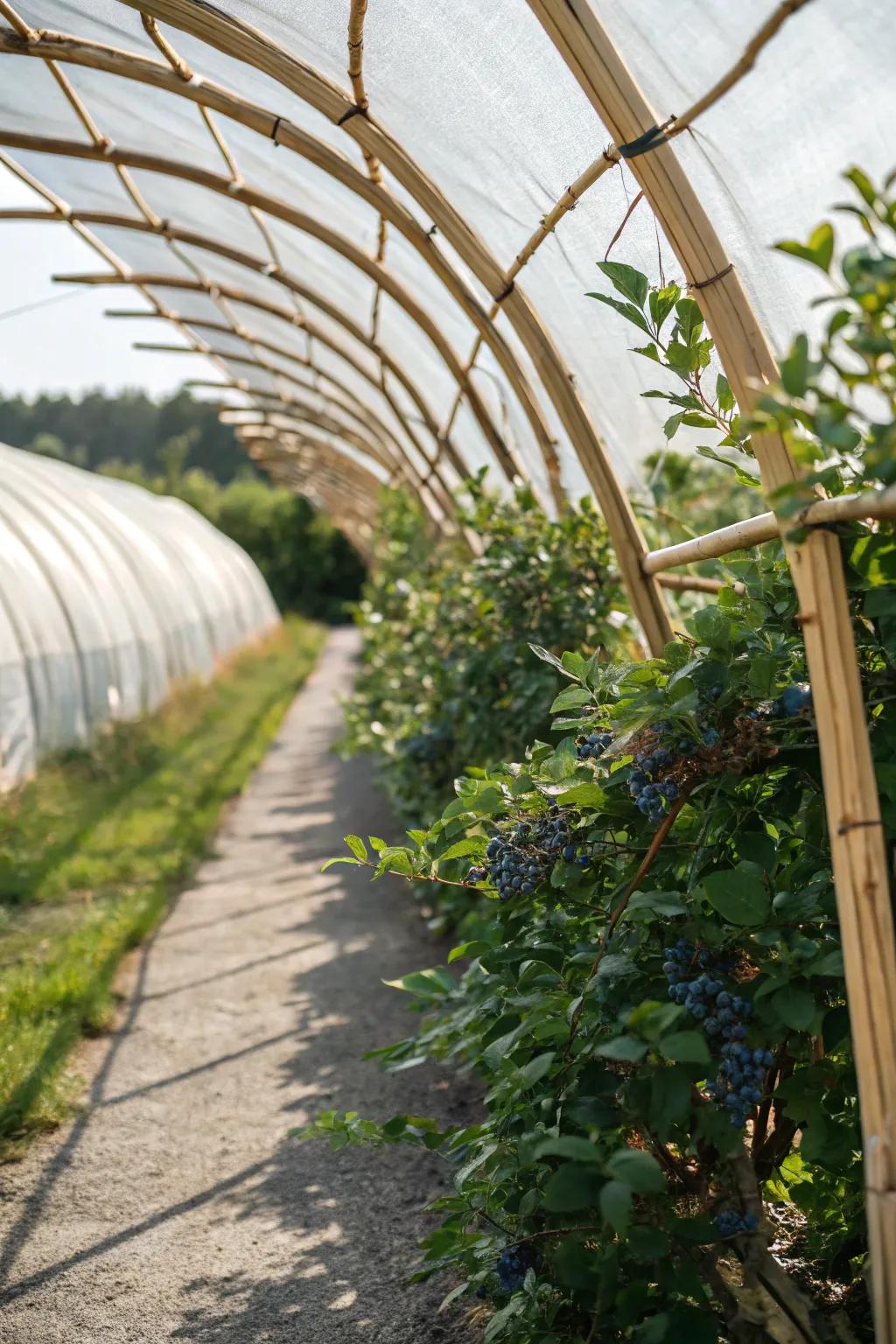 Safeguard your berries with style: A handcrafted tunnel structure that merges functionality with natural elegance.