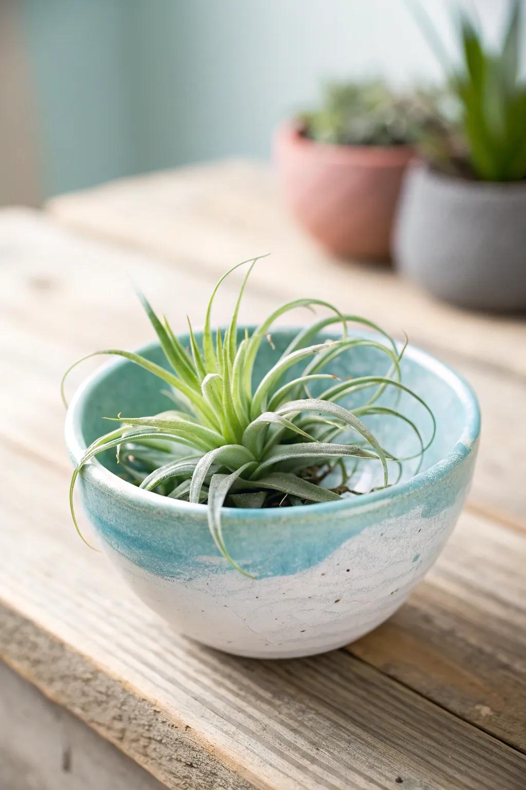 Elevate your decor with this tabletop treasure: a serene blend of natural beauty and minimalist charm.