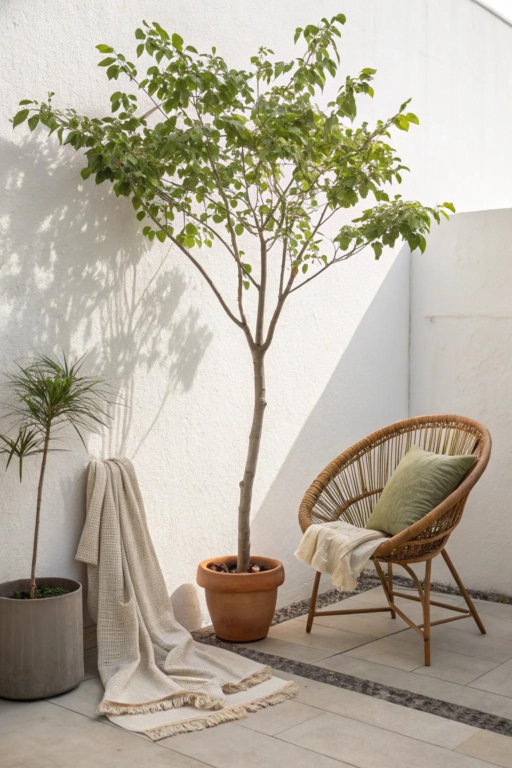 Embrace serene simplicity with nature's own shade solution. 🌿 #MinimalistLiving #ScandinavianStyle