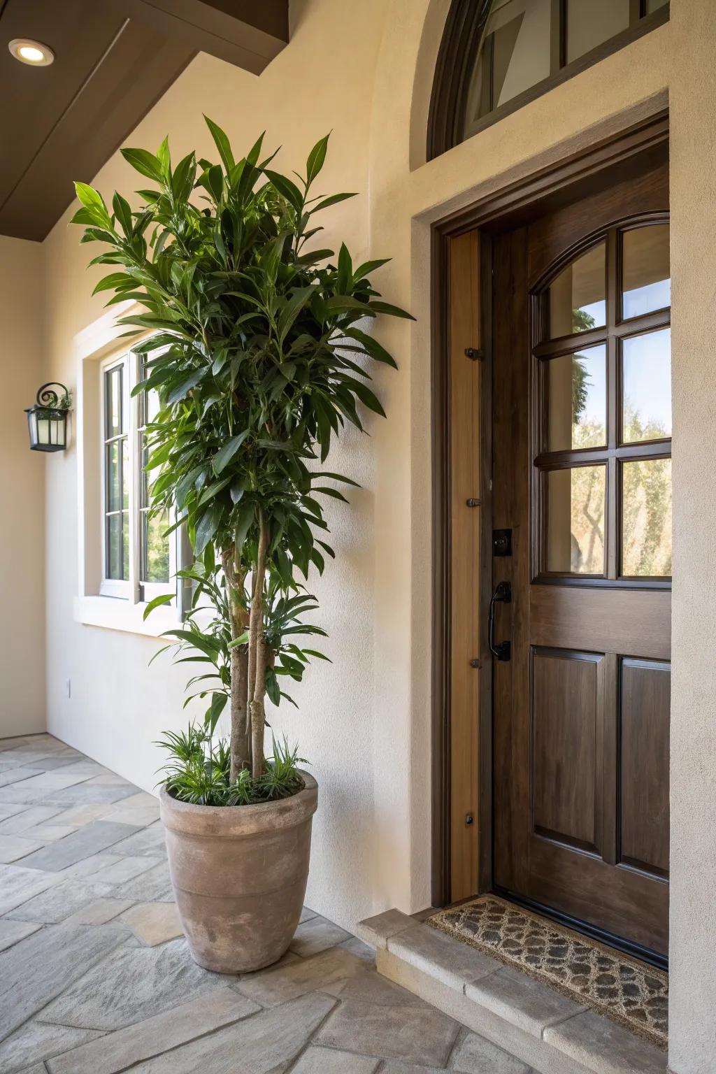Plants add a natural and lively touch to the entryway.
