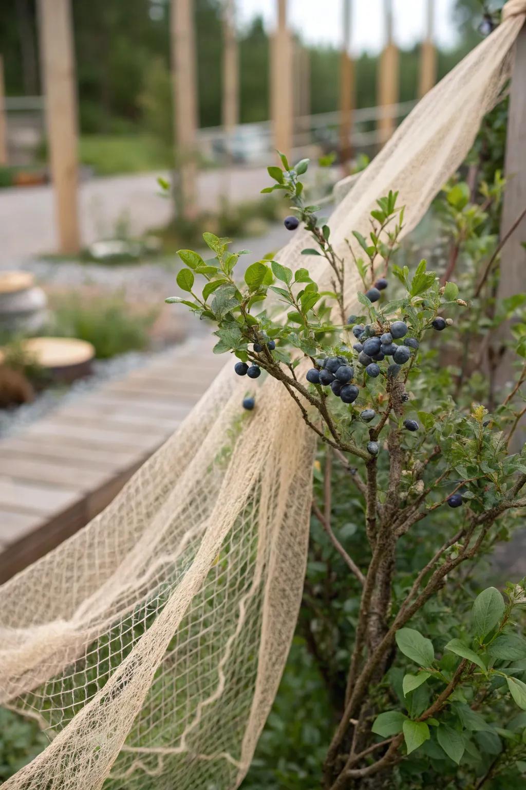 Elegant Protection: A minimalist approach to keeping your blueberries safe and thriving.