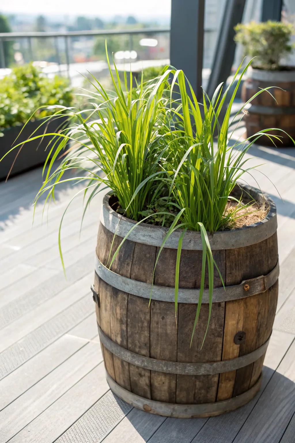 Transform your garden with a chic repurposed wine barrel planter, perfect for showcasing lush lemongrass.