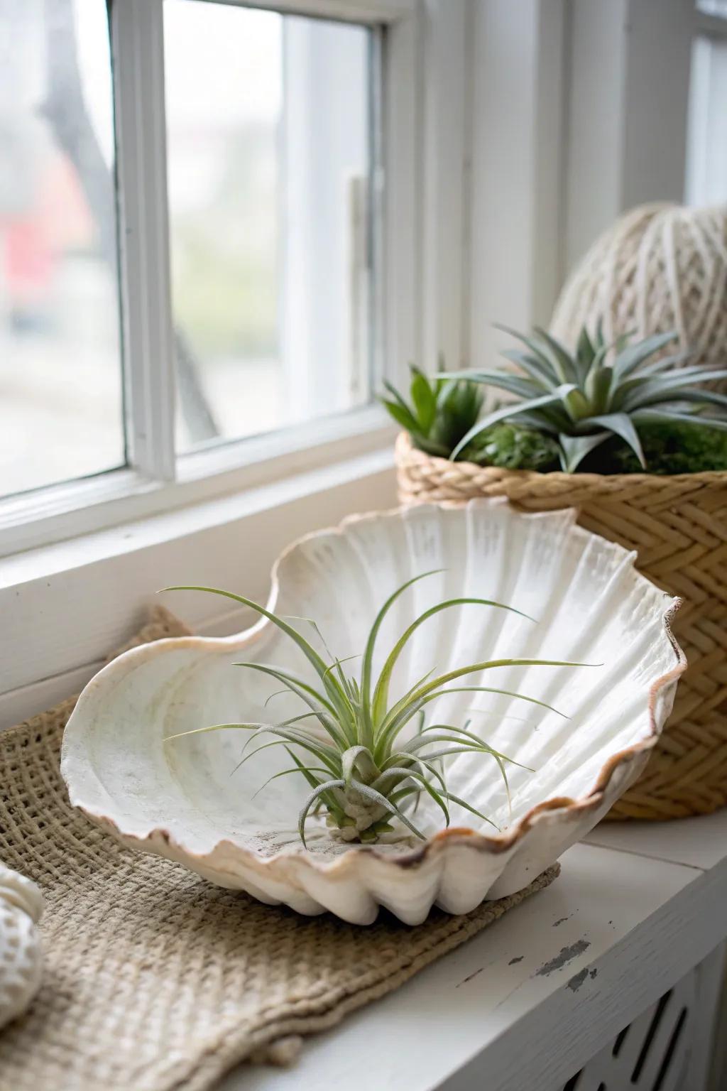 Embrace coastal charm with air plants nestled in seashells—bringing beachy vibes to your windowsill!
