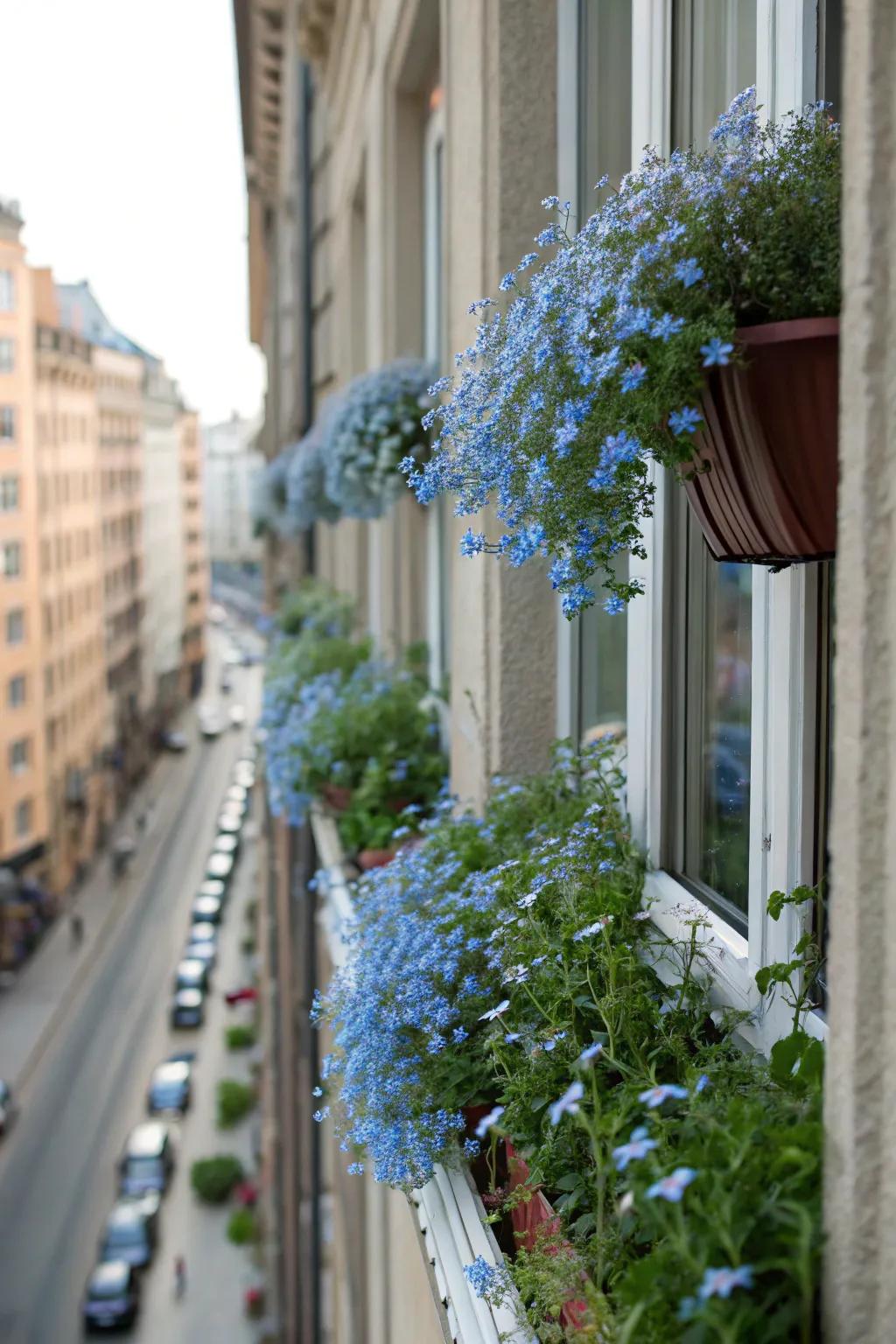 Window boxes with forget-me-nots offer a splash of nature in urban settings.