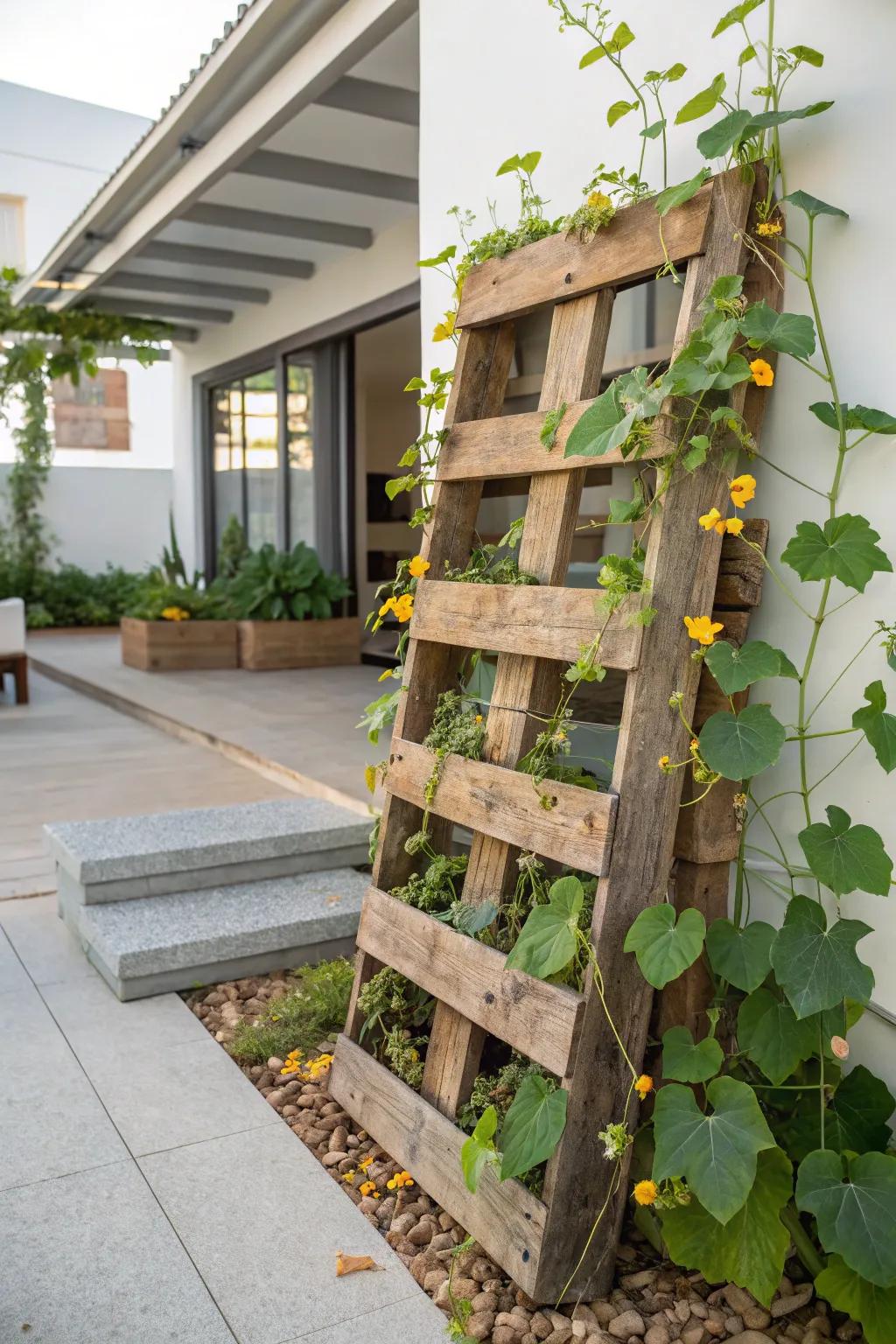 Transform your garden with a rustic pallet trellis, where simplicity meets natural beauty.