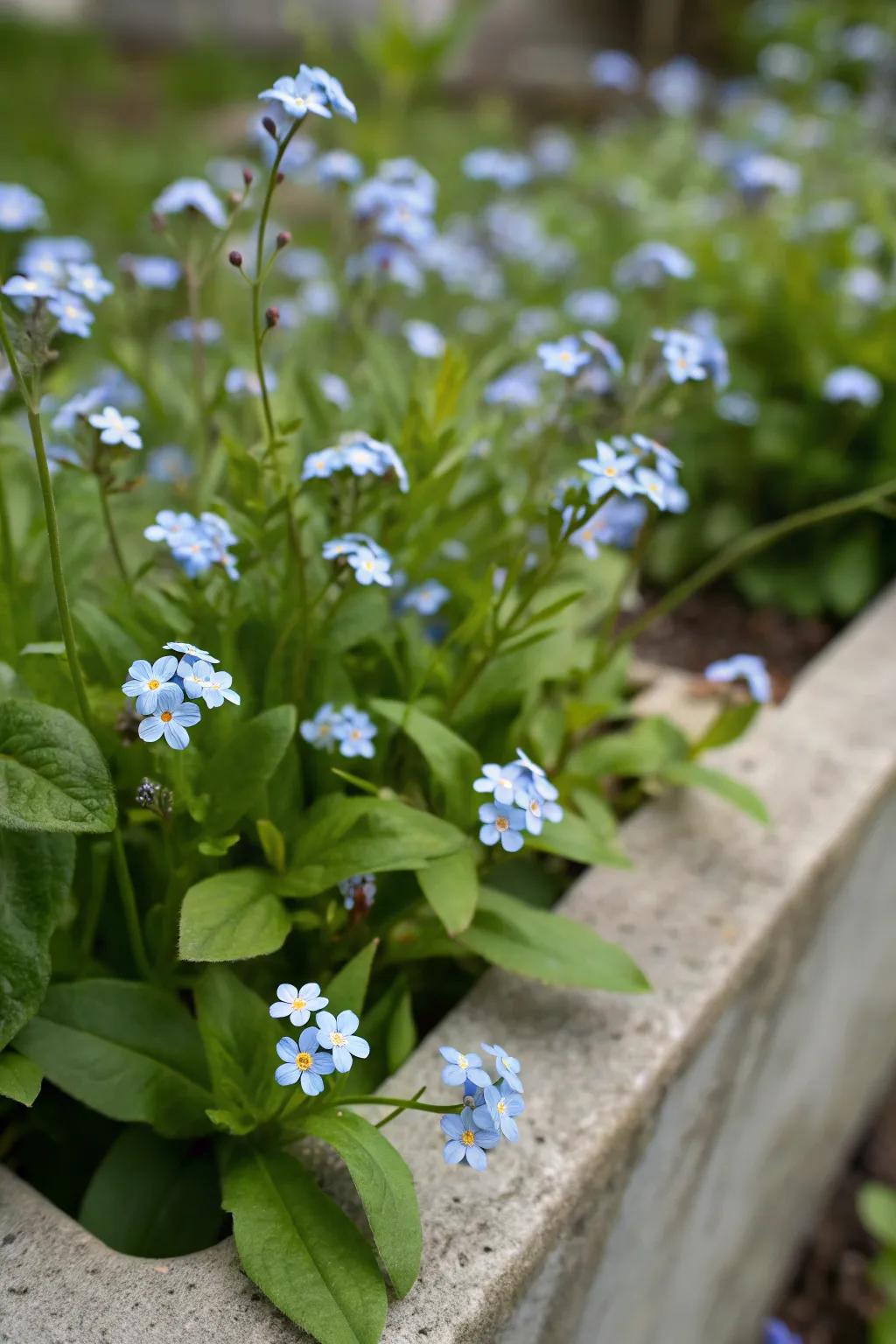 Eye-level planting highlights the intricate beauty of forget-me-nots.